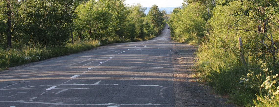 Тужийн нарс